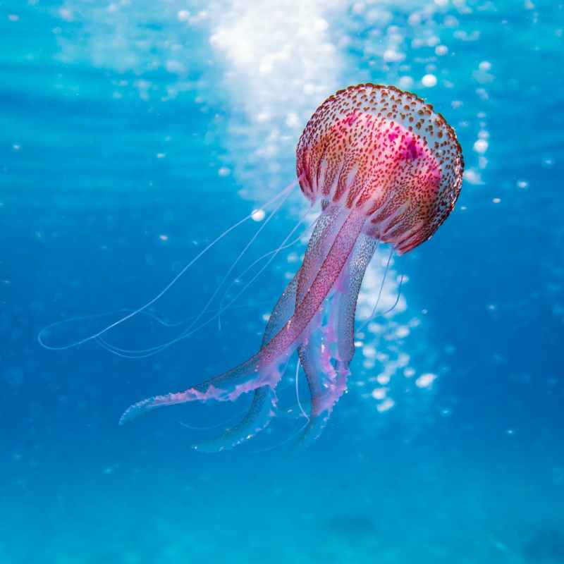 Jellyfish your way through (yoga)&nbsp;life